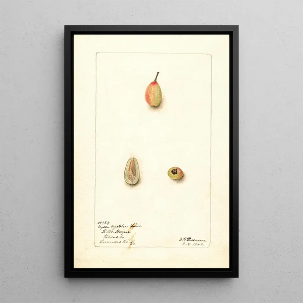 Nyssa ogeche - Deborah Griscom Passmore — framed artwork on a wall