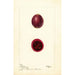 Opuntia Figue de Barbarie - Deborah Griscom Passmore — artwork view