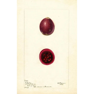 Opuntia Figue de Barbarie - Deborah Griscom Passmore — artwork view