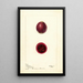 Opuntia Figue de Barbarie - Deborah Griscom Passmore — framed artwork on a wall