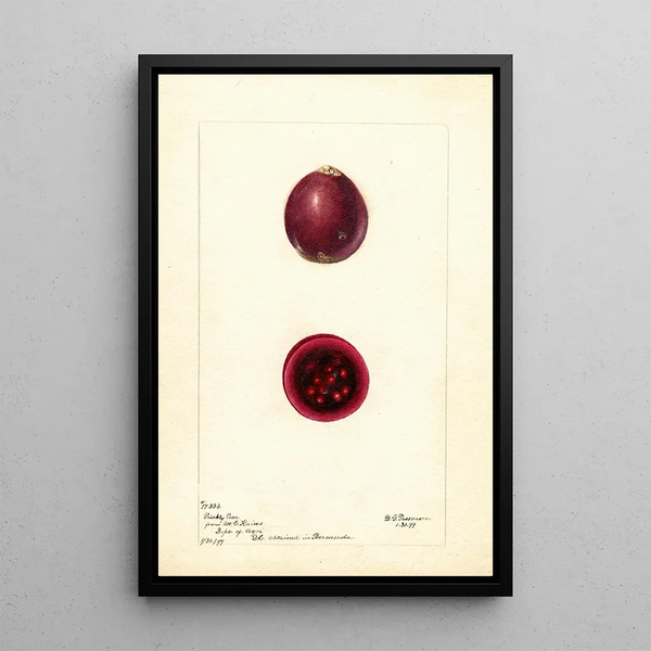 Opuntia Figue de Barbarie - Deborah Griscom Passmore — framed artwork on a wall