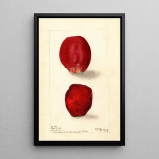 Reproduction of the painting Opuntia Rose Fig of Barbarie - Deborah Griscom Passmore