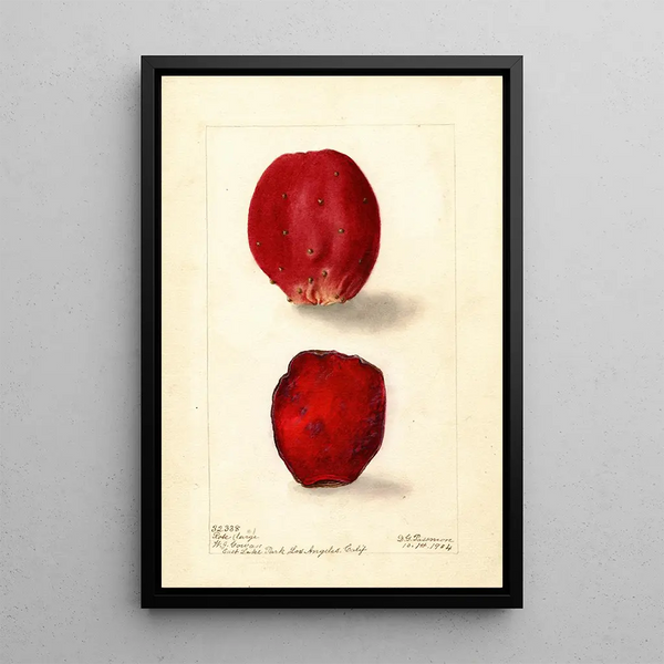Reproduction of the painting Opuntia Rose Fig of Barbarie - Deborah Griscom Passmore