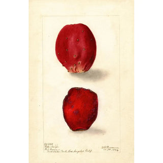 Reproduction of the painting Opuntia Rose Fig of Barbarie - Deborah Griscom Passmore