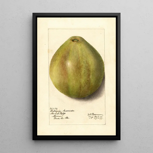 Reproduction of the painting Persea Baldwin - Deborah Griscom Passmore