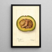 Reproduction of the painting Persea Trapp - Deborah Griscom Passmore
