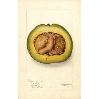 Reproduction of the painting Persea Trapp - Deborah Griscom Passmore