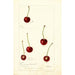 Prunus avium - Deborah Griscom Passmore — artwork view