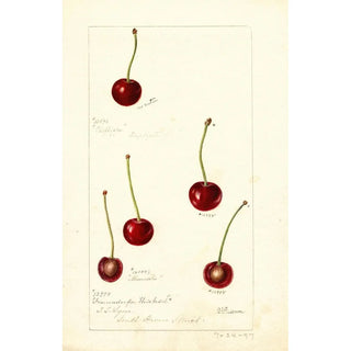 Prunus avium - Deborah Griscom Passmore — artwork view