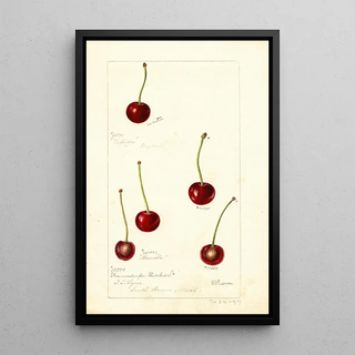 Prunus avium - Deborah Griscom Passmore — framed artwork on a wall