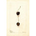 Prunus avium Early Purple - Deborah Griscom Passmore — artwork view
