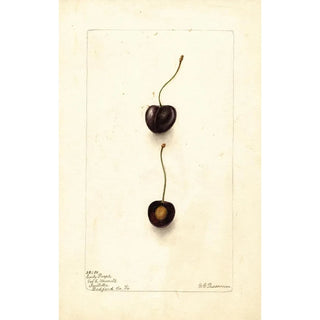 Prunus avium Early Purple - Deborah Griscom Passmore — artwork view