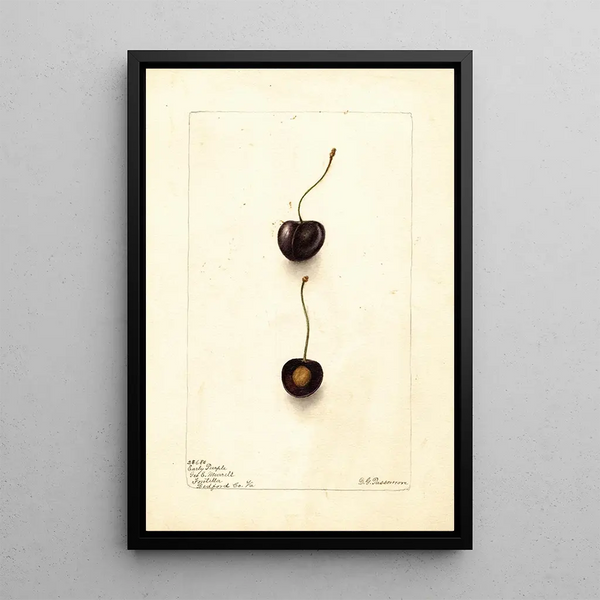 Prunus avium Early Purple - Deborah Griscom Passmore — framed artwork on a wall
