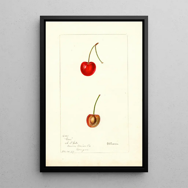 Reproduction of the painting Prunus avium Geer - Deborah Griscom Passmore