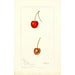 Reproduction of the painting Prunus avium Geer - Deborah Griscom Passmore