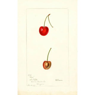 Reproduction of the painting Prunus avium Geer - Deborah Griscom Passmore