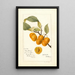 Reproduction of the painting Prunus avium Golden Beauty - Deborah Griscom Passmore
