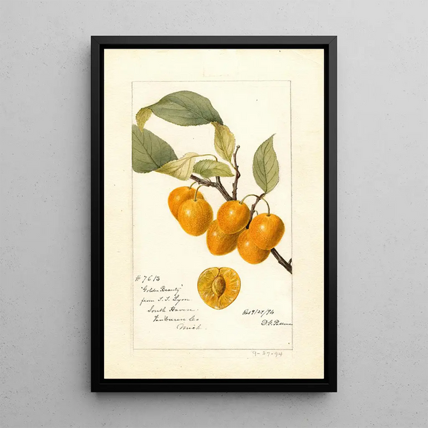 Reproduction of the painting Prunus avium Golden Beauty - Deborah Griscom Passmore