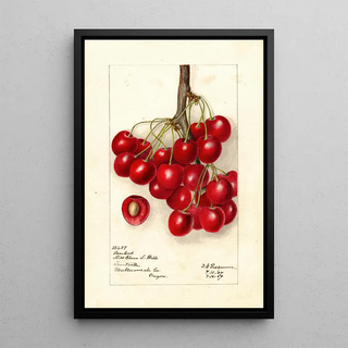 Reproduction of the painting Prunus avium Lambert - Deborah Griscom Passmore