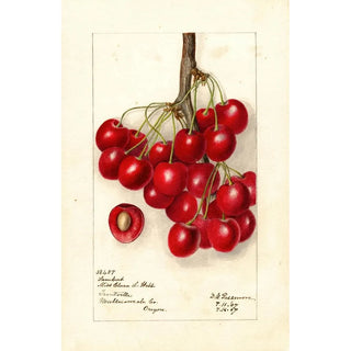Reproduction of the painting Prunus avium Lambert - Deborah Griscom Passmore