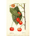 Prunus avium Rupp - Deborah Griscom Passmore — artwork view