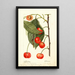 Prunus avium Rupp - Deborah Griscom Passmore — framed artwork on a wall