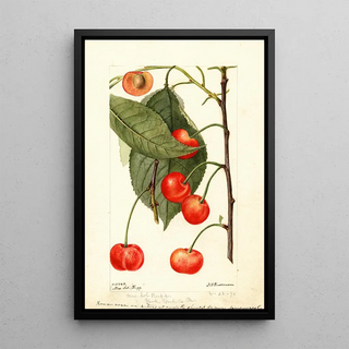 Prunus avium Rupp - Deborah Griscom Passmore — framed artwork on a wall
