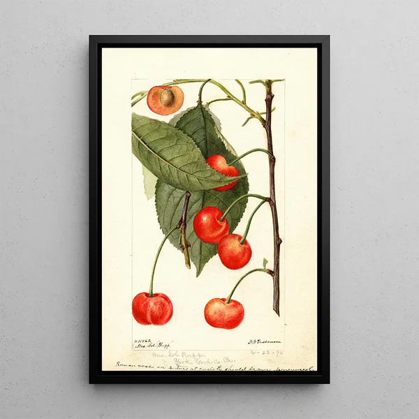 Prunus avium Rupp - Deborah Griscom Passmore — framed artwork on a wall