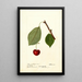 Reproduction of the painting Prunus avium Schmidt Bigarreau - Deborah Griscom Passmore