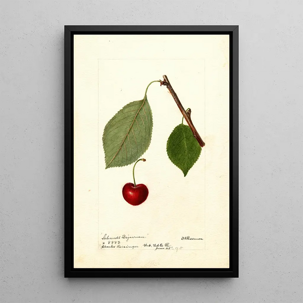 Reproduction of the painting Prunus avium Schmidt Bigarreau - Deborah Griscom Passmore