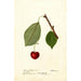 Reproduction of the painting Prunus avium Schmidt Bigarreau - Deborah Griscom Passmore