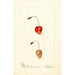 Prunus avium Shelton - Deborah Griscom Passmore — artwork view