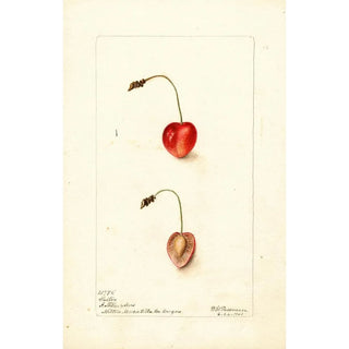 Prunus avium Shelton - Deborah Griscom Passmore — artwork view