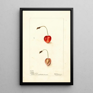 Prunus avium Shelton - Deborah Griscom Passmore — framed artwork on a wall