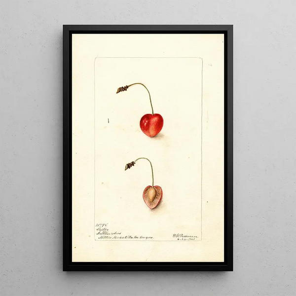 Prunus avium Shelton - Deborah Griscom Passmore — framed artwork on a wall