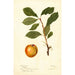 Reproduction of the painting Prunus domestica - Deborah Griscom Passmore