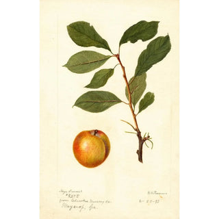 Reproduction of the painting Prunus domestica - Deborah Griscom Passmore