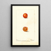 Prunus domestica Eagle - Deborah Griscom Passmore — framed artwork on a wall