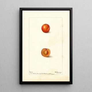 Prunus domestica Eagle - Deborah Griscom Passmore — framed artwork on a wall