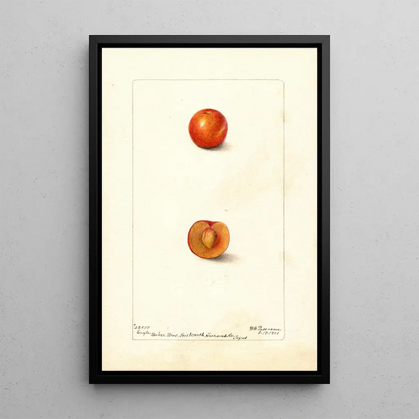 Prunus domestica Eagle - Deborah Griscom Passmore — framed artwork on a wall