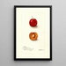 Reproduction of the painting Prunus domestica Forewattamie - Deborah Griscom Passmore