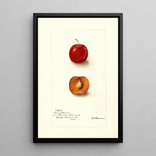Reproduction of the painting Prunus domestica Forewattamie - Deborah Griscom Passmore