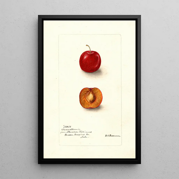 Reproduction of the painting Prunus domestica Forewattamie - Deborah Griscom Passmore