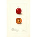 Reproduction of the painting Prunus domestica Forewattamie - Deborah Griscom Passmore