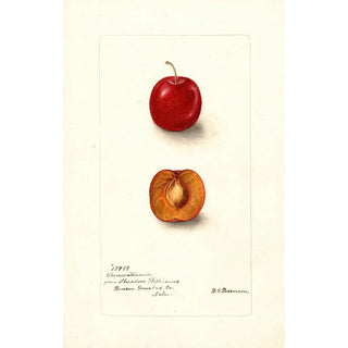 Reproduction of the painting Prunus domestica Forewattamie - Deborah Griscom Passmore