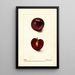 Reproduction of the painting Prunus domestica Fraud - Deborah Griscom Passmore