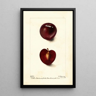Reproduction of the painting Prunus domestica Fraud - Deborah Griscom Passmore