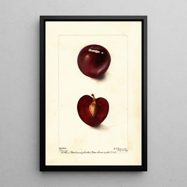 Reproduction of the painting Prunus domestica Fraud - Deborah Griscom Passmore