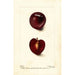 Reproduction of the painting Prunus domestica Fraud - Deborah Griscom Passmore