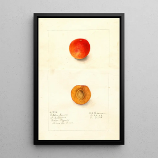 Reproduction of the painting Prunus domestica Golden Queen - Deborah Griscom Passmore